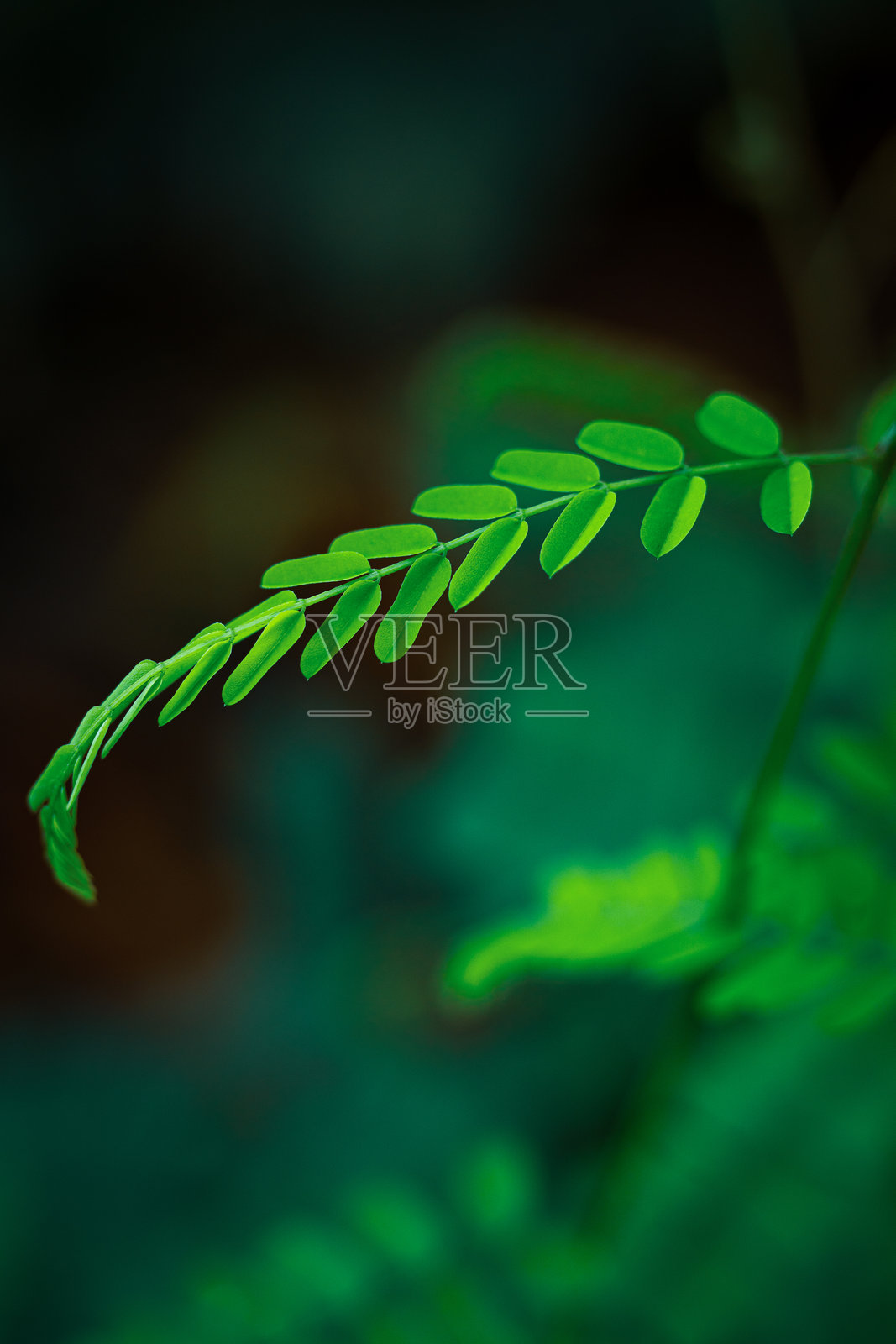 细腻的红豆树叶美丽，通常被称为daun saga照片摄影图片