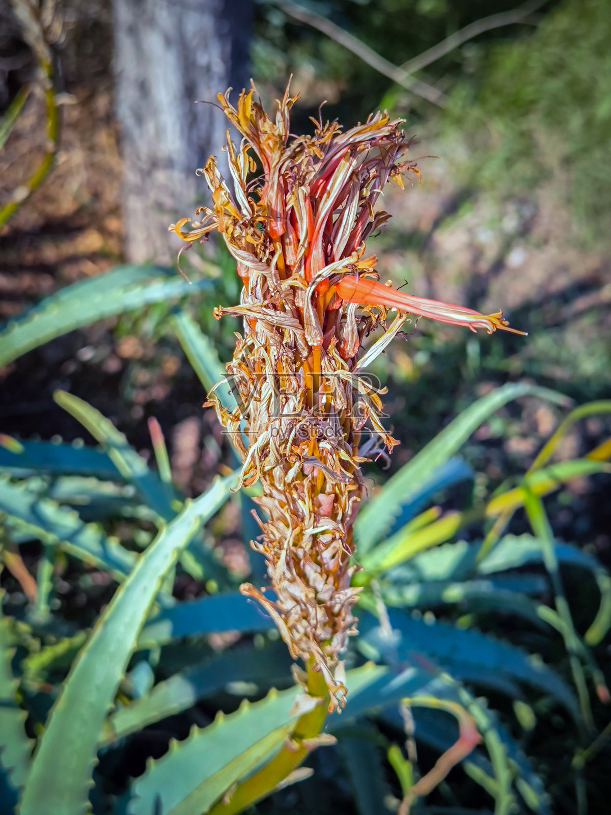 枯萎和干燥的芦荟花照片摄影图片