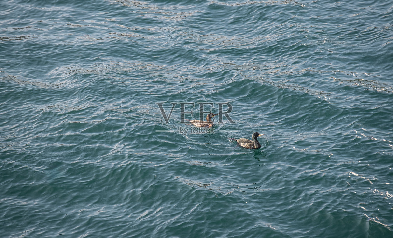 在海中游泳的鸬鹚。大鸬鹚。照片摄影图片