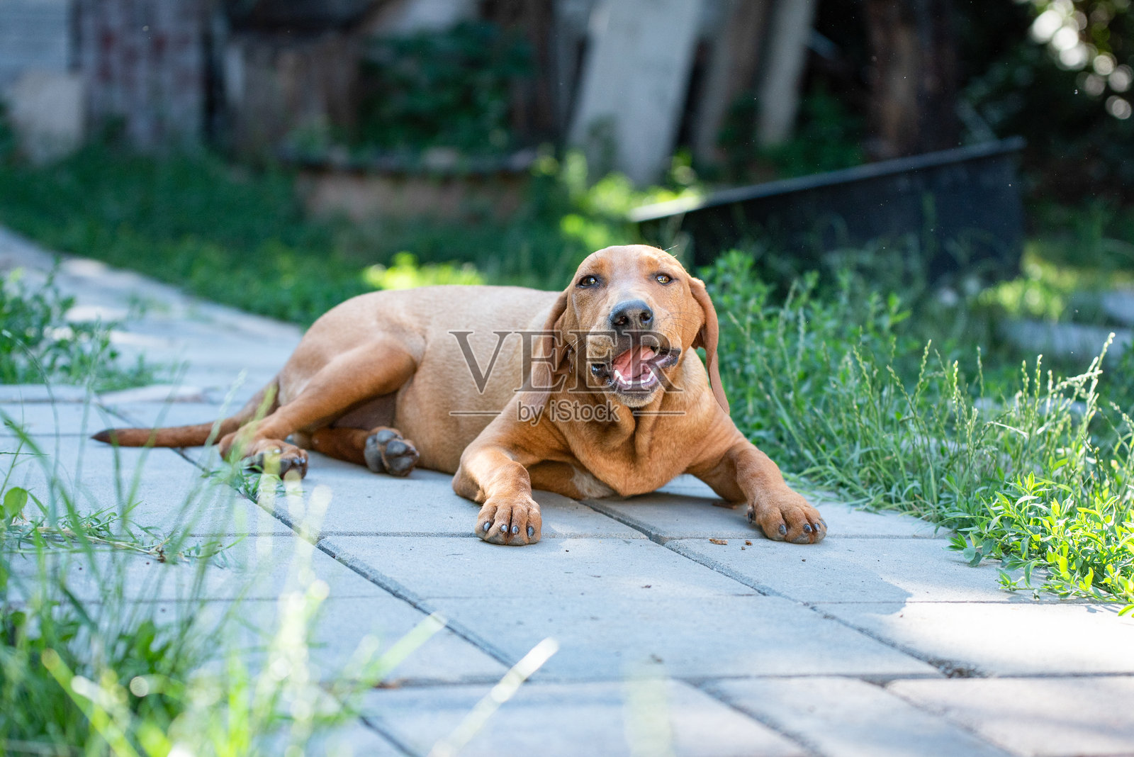 黄色被救助的狗狗在学习服从训练照片摄影图片