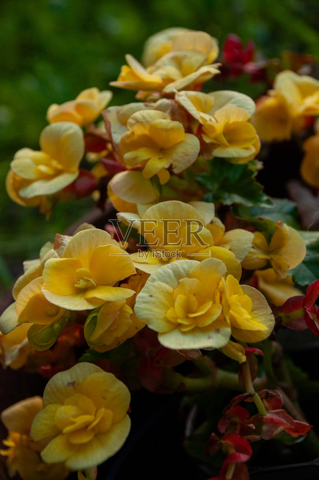 花园中黄色的埃拉提尔秋海棠花特写照片摄影图片