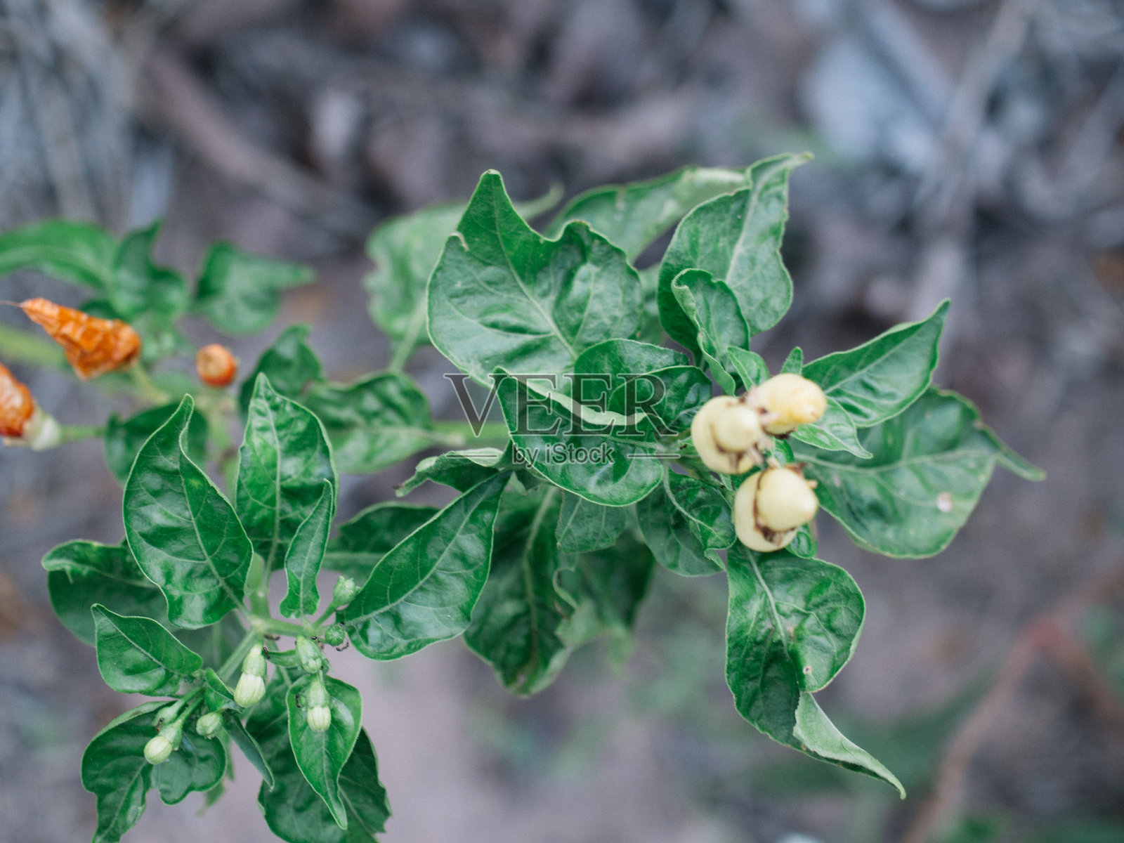 辣椒树照片摄影图片
