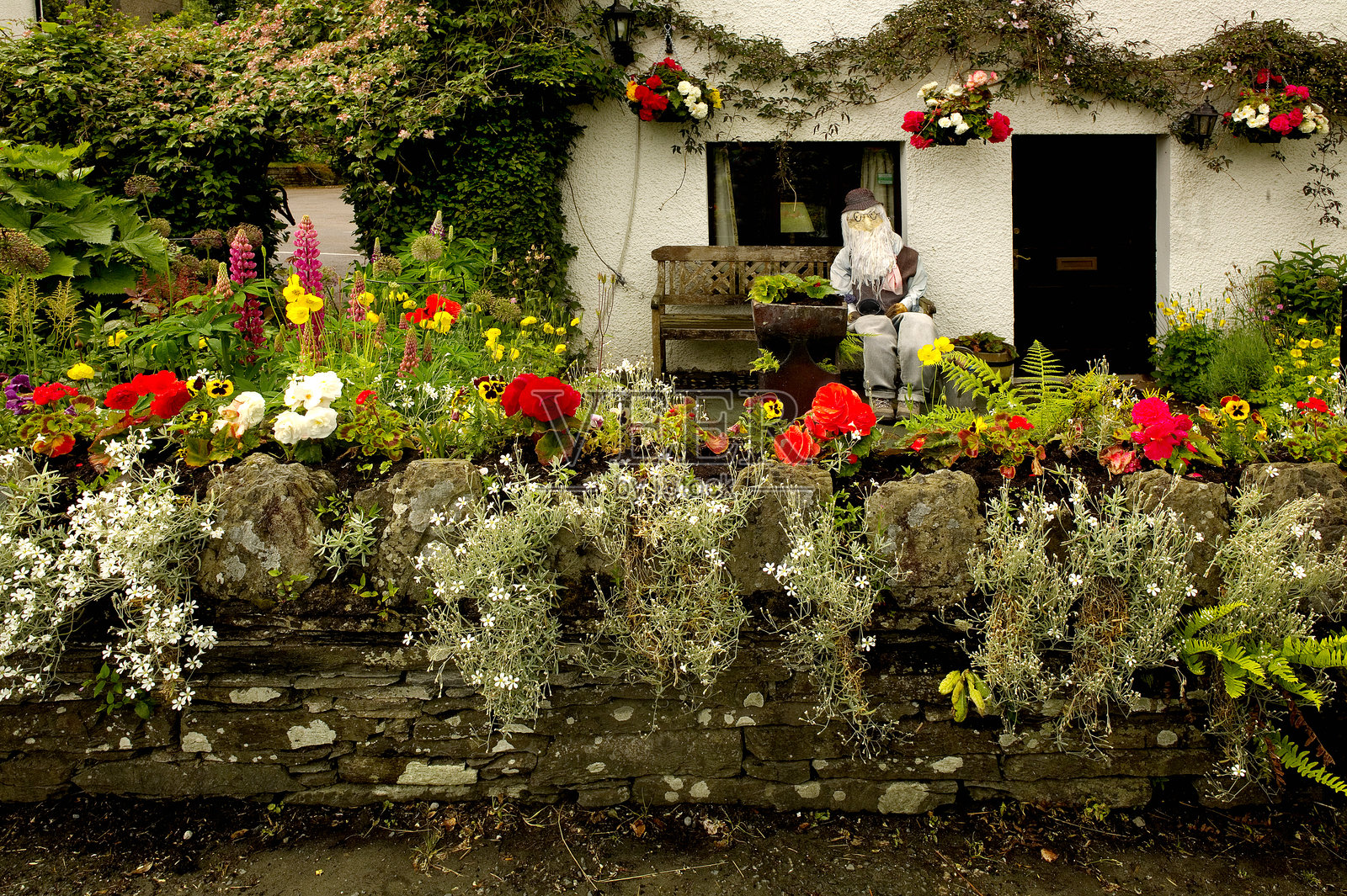 盛开中照片摄影图片