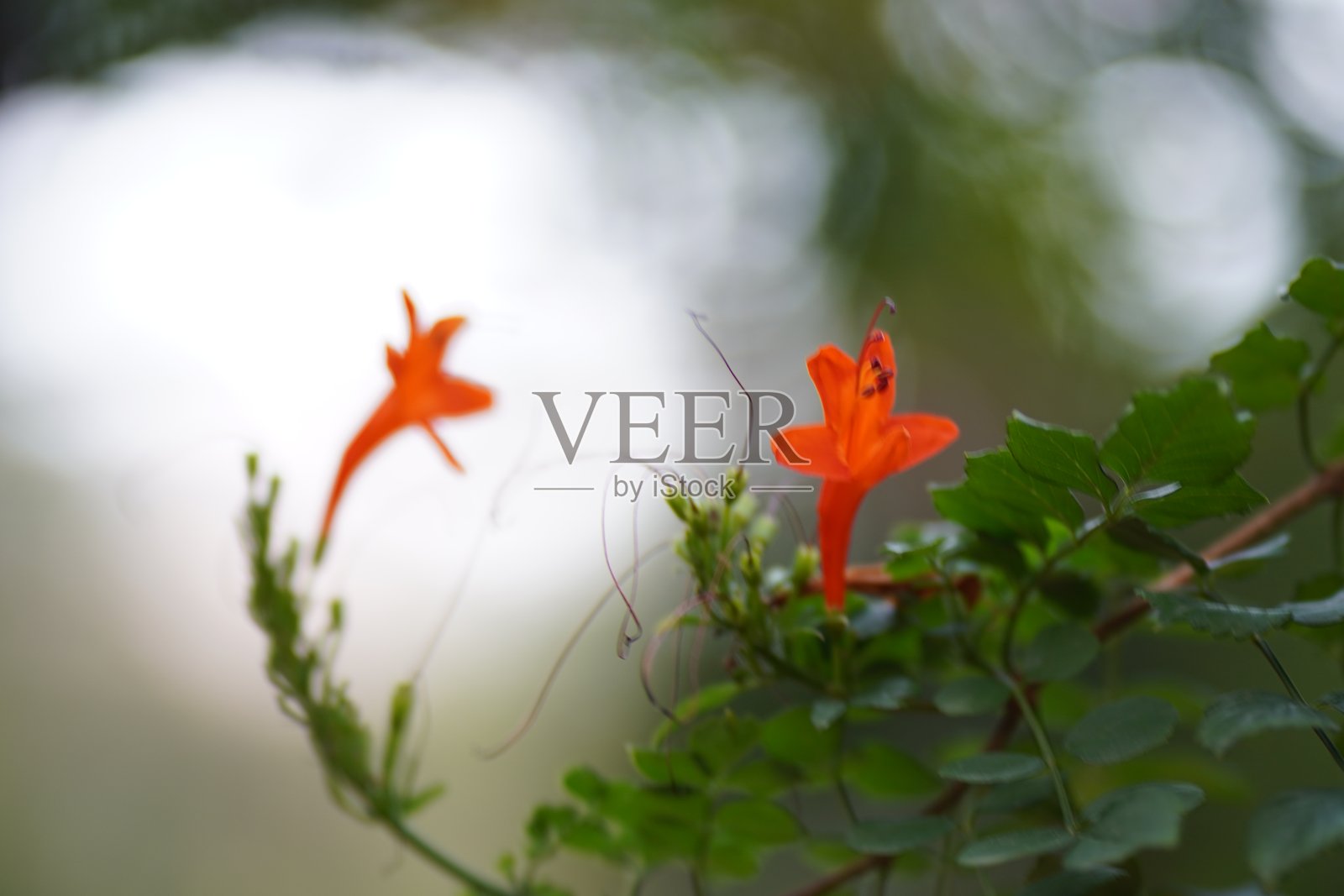 花照片摄影图片