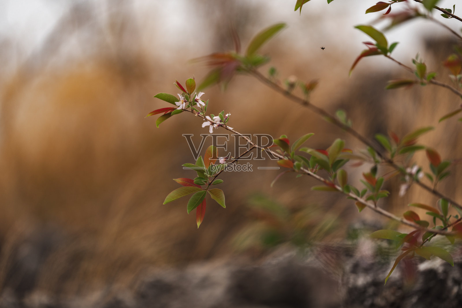 在金色的草地上，特写镜头展现了在微风中摇曳的干草。戏剧性的风景展示了大自然的野生草，天然的美丽在风吹草动的宁静景色中熠熠生辉。照片摄影图片