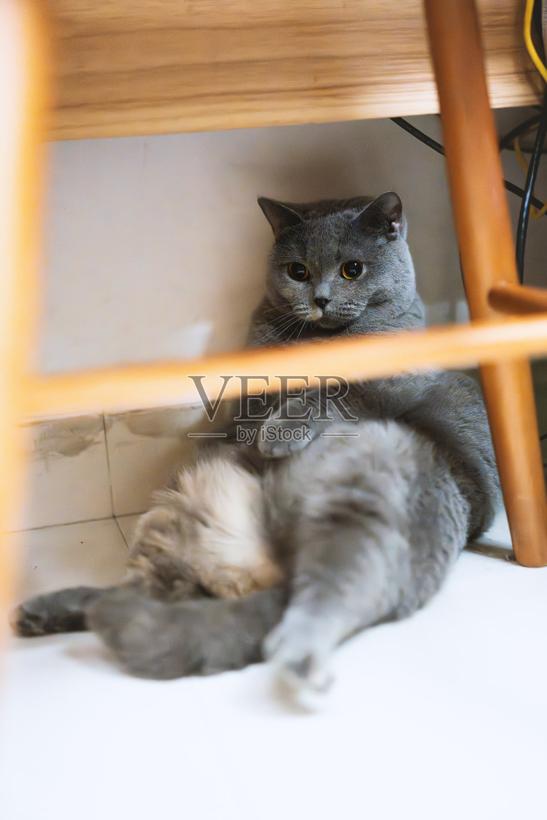 一只可爱、稍微胖胖的英国短毛蓝猫，眼睛大大的，坐在主人工作桌下。照片摄影图片