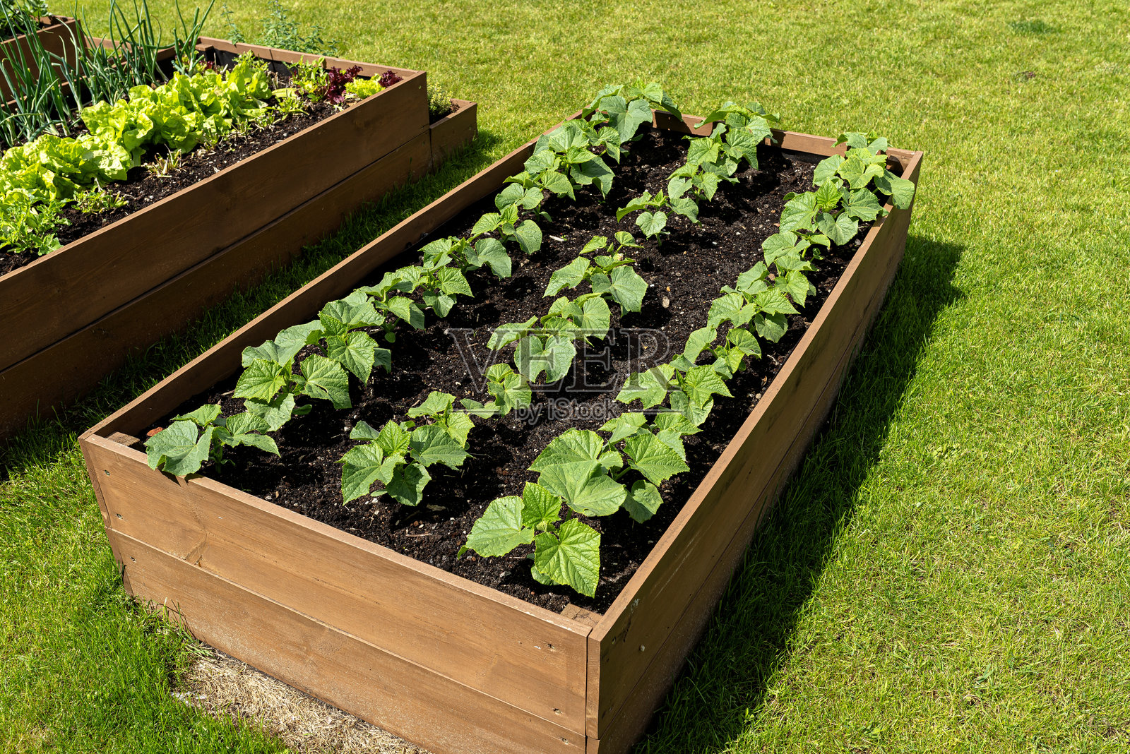 一个装有各种蔬菜的木箱，放在花园的草地上。照片摄影图片