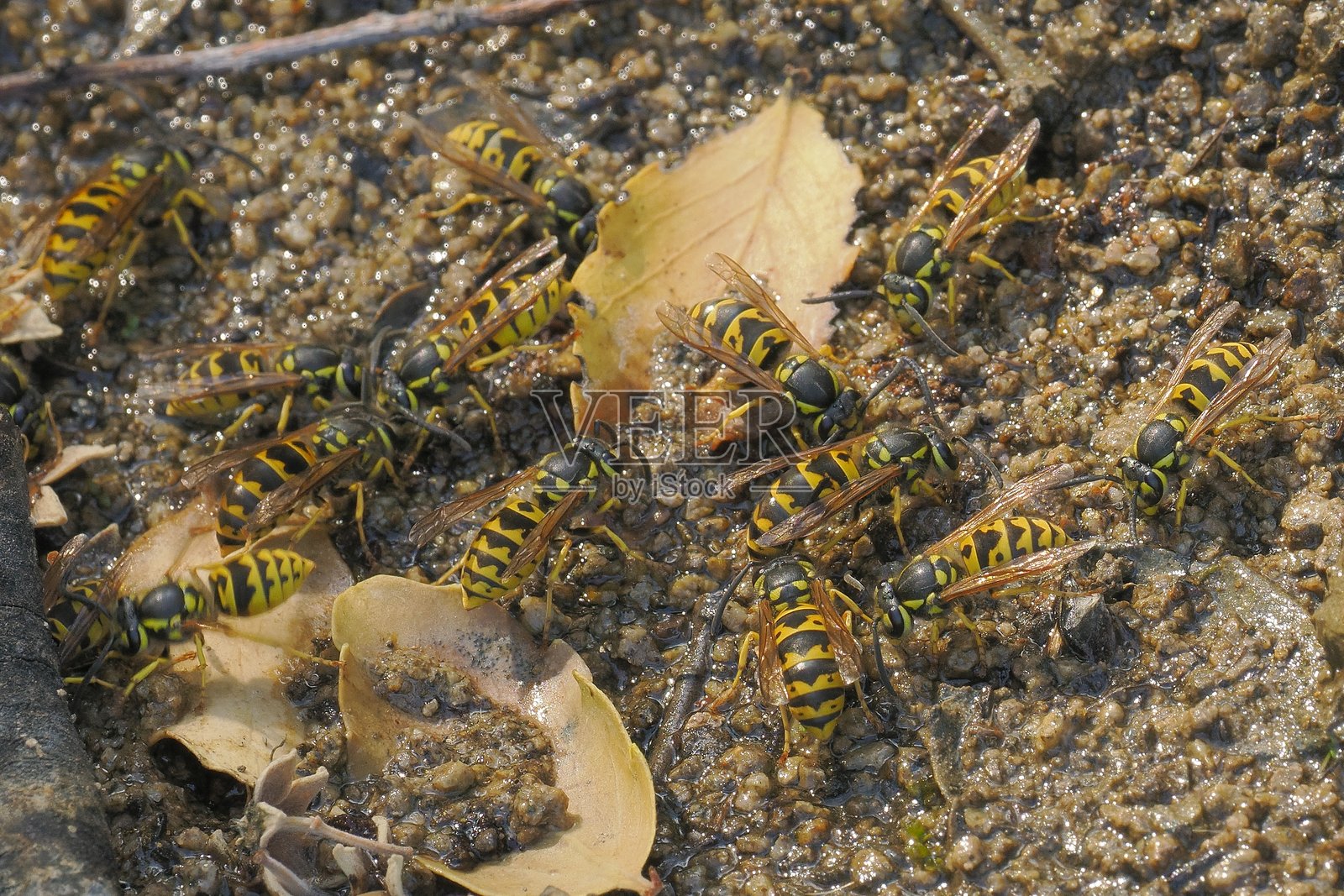 几只德国黄蜂在智利的盛夏酷热中饮水。照片摄影图片