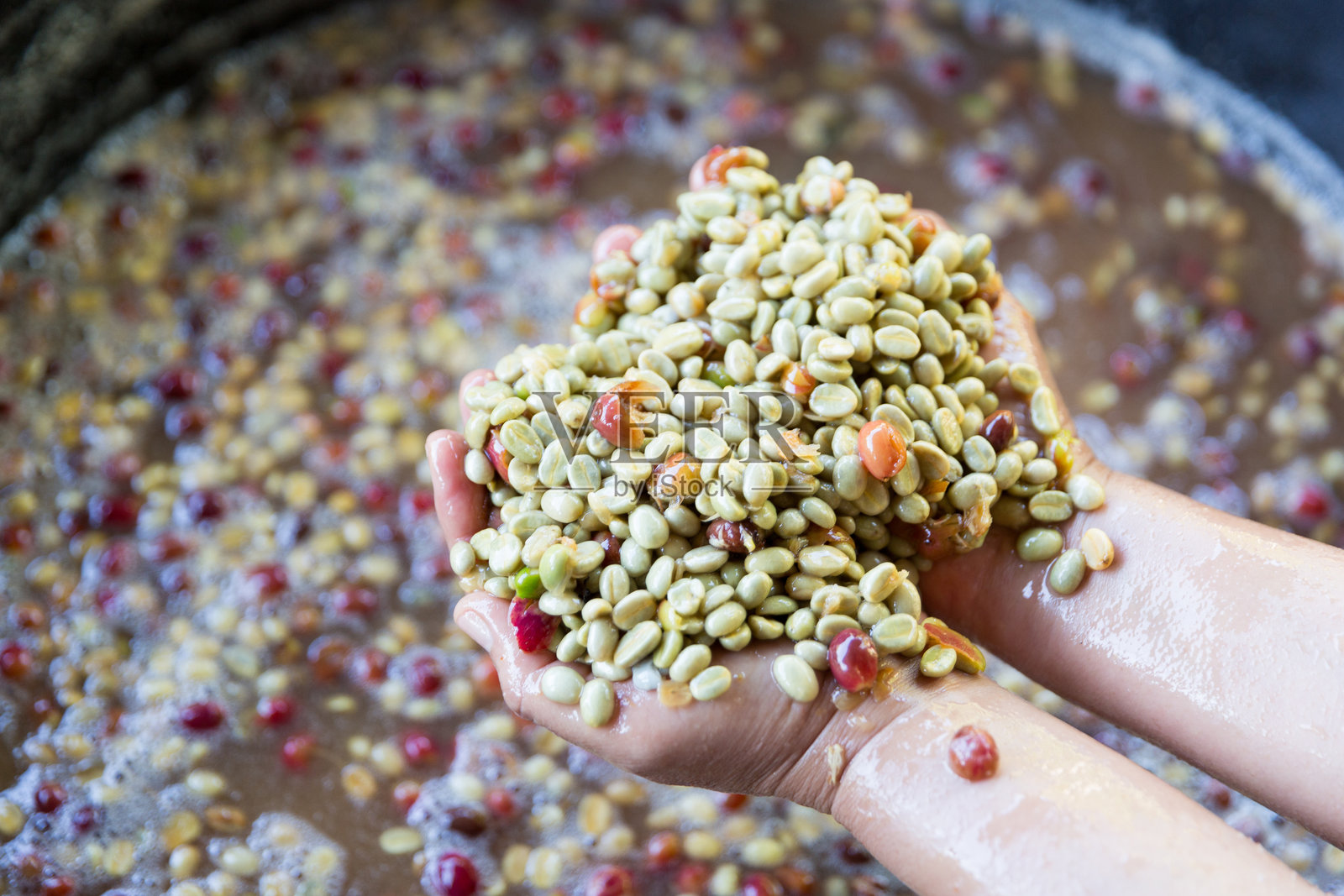 特写手工采摘红色成熟的罗布斯塔和阿拉比卡咖啡果，咖啡农场的咖啡豆收获。人们在绿色生态有机农场采摘成熟的红色咖啡果，种植新鲜的咖啡树种子。照片摄影图片