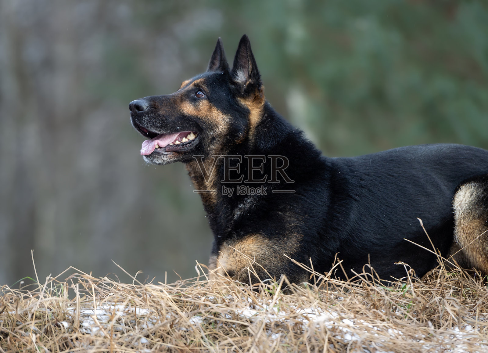 德国牧羊犬在公园的雪地上躺着照片摄影图片