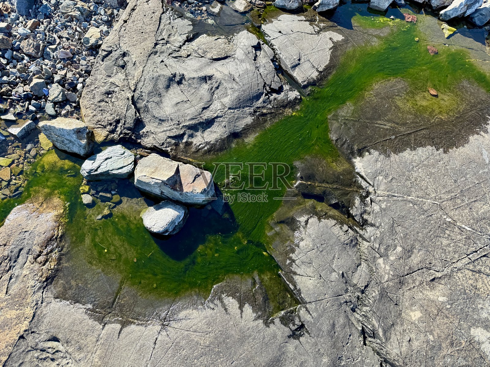 藻类繁殖照片摄影图片