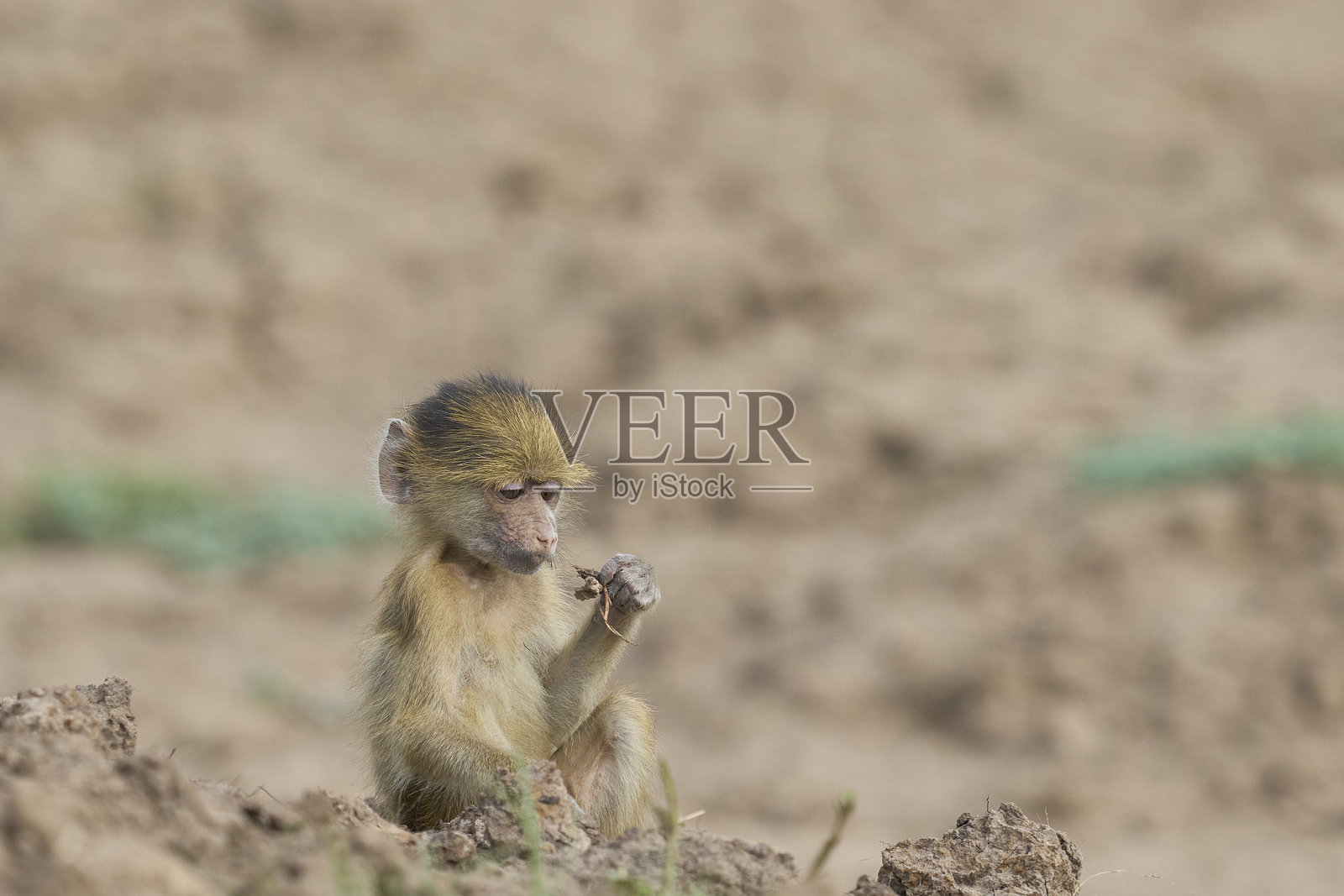 小黄狒狒照片摄影图片