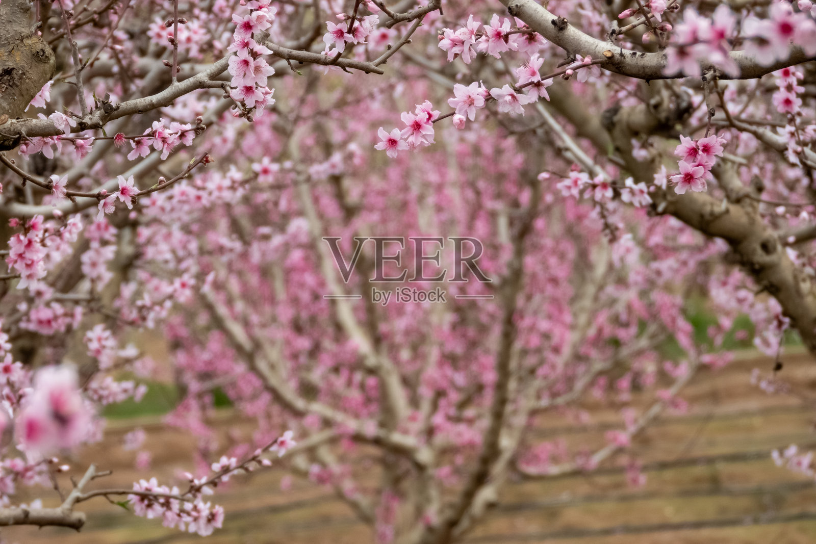 盛开的花园。西耶拉。穆尔西亚。西班牙照片摄影图片