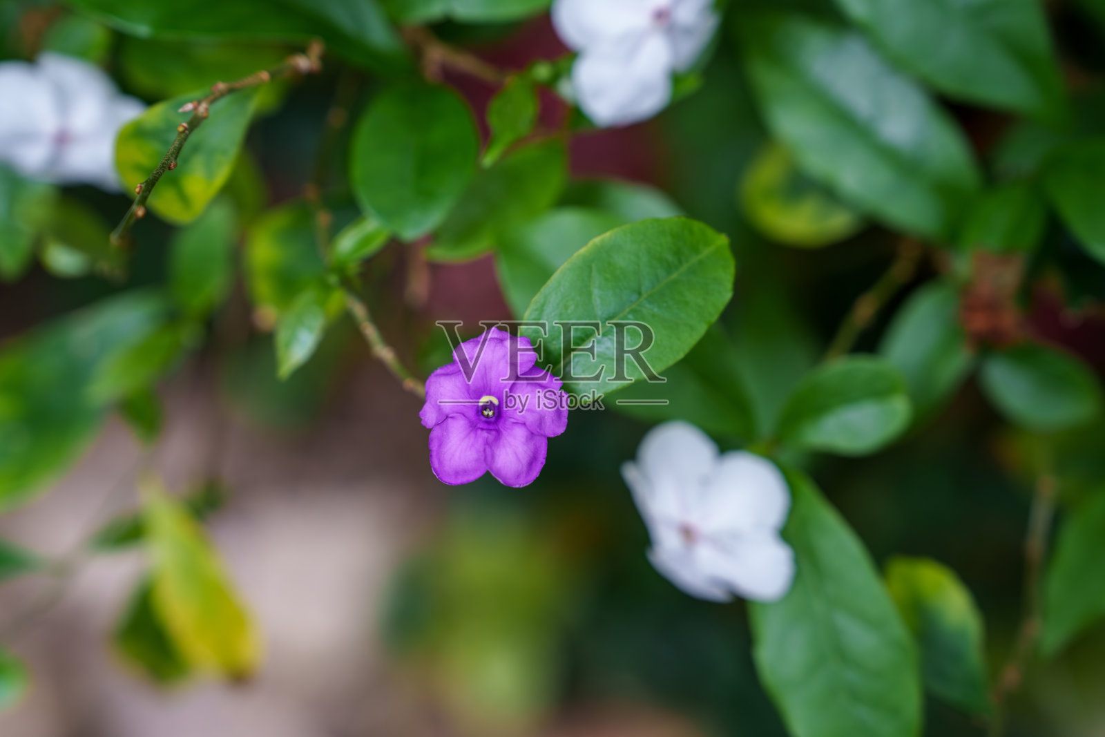 紫色的单花布伦菲尔西亚花特写盛开中照片摄影图片