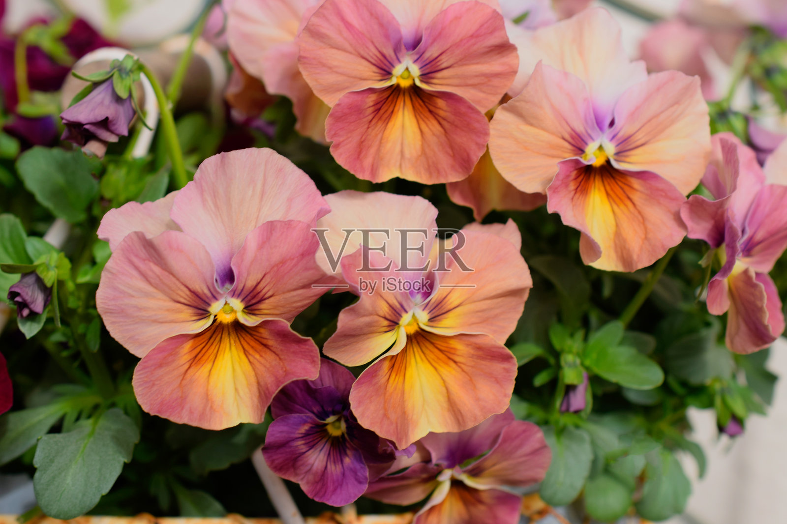 盆栽三色堇花。照片摄影图片