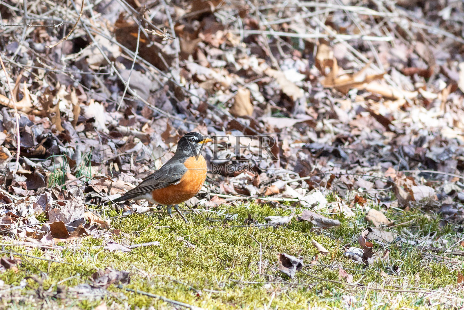 院子里的鸟照片摄影图片