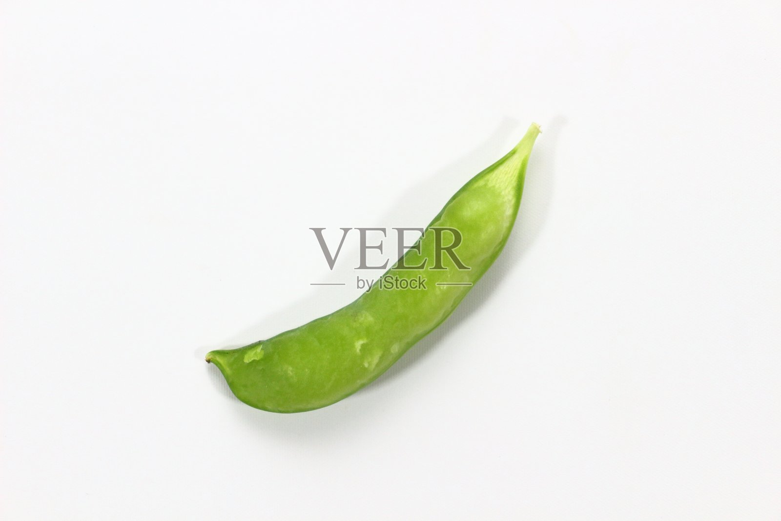 花园豌豆，绿色使者宣告春天的到来。照片摄影图片