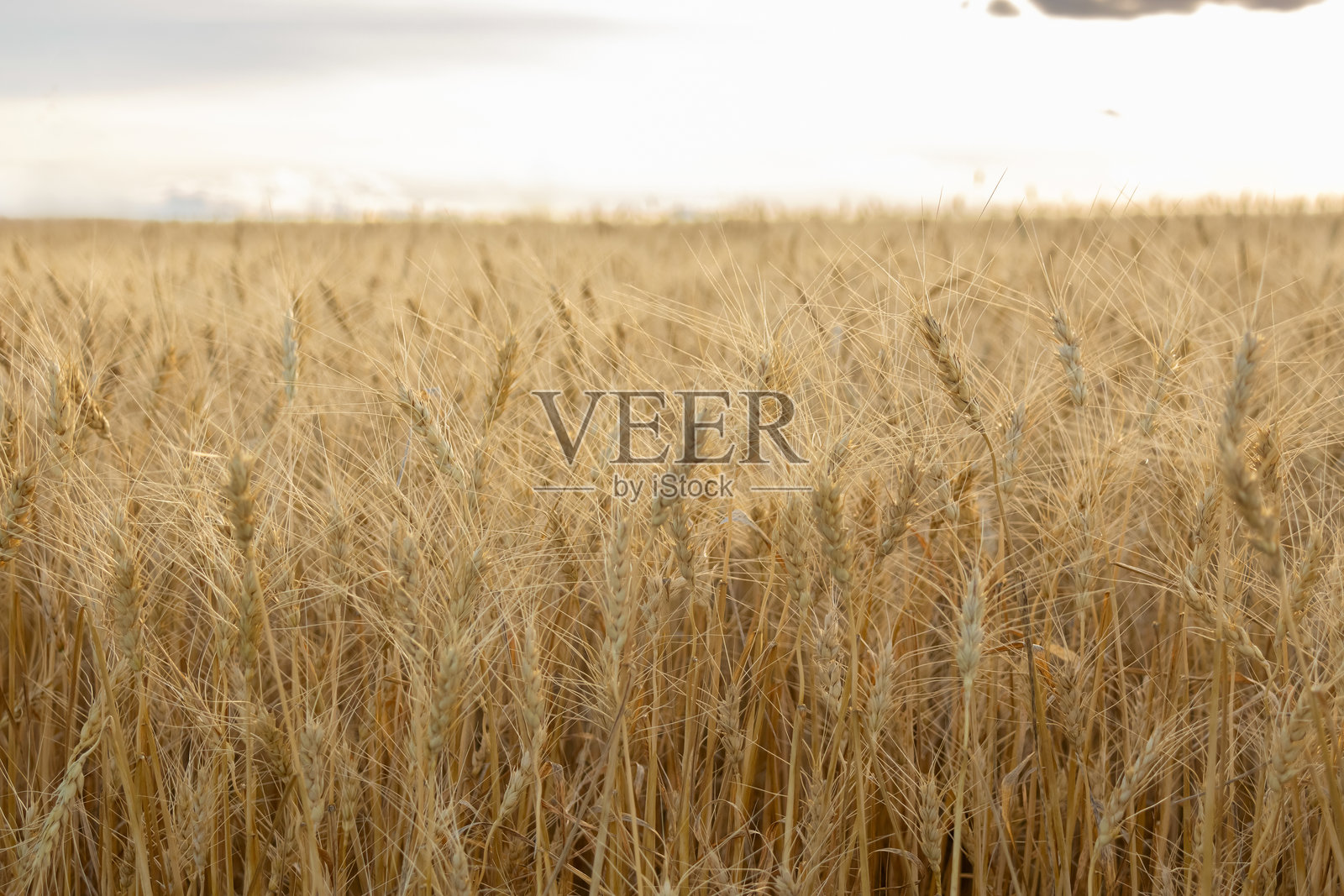 乡村风景，田野中金黄色的小麦穗。照片摄影图片