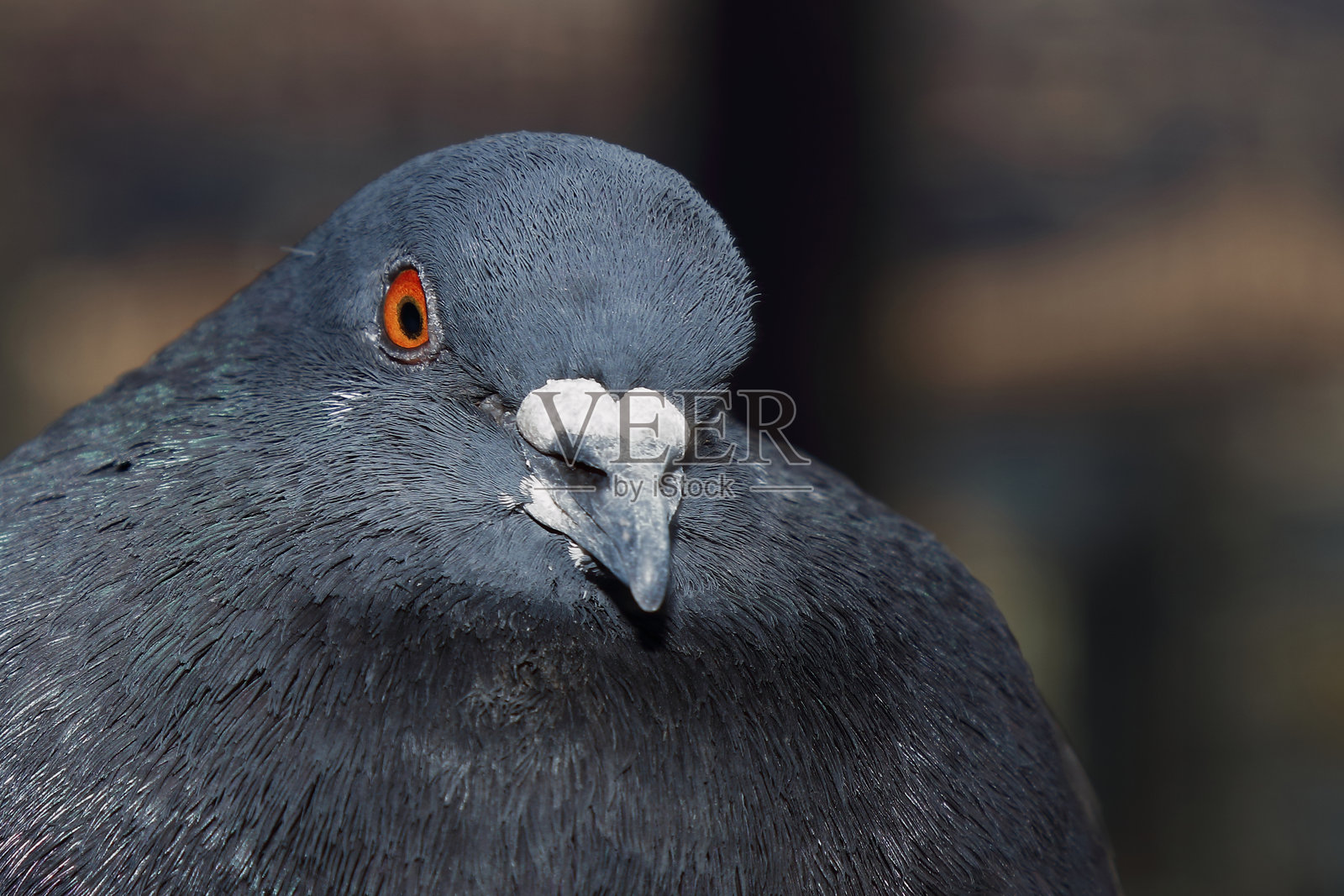鸽子 / Dove / Columba照片摄影图片