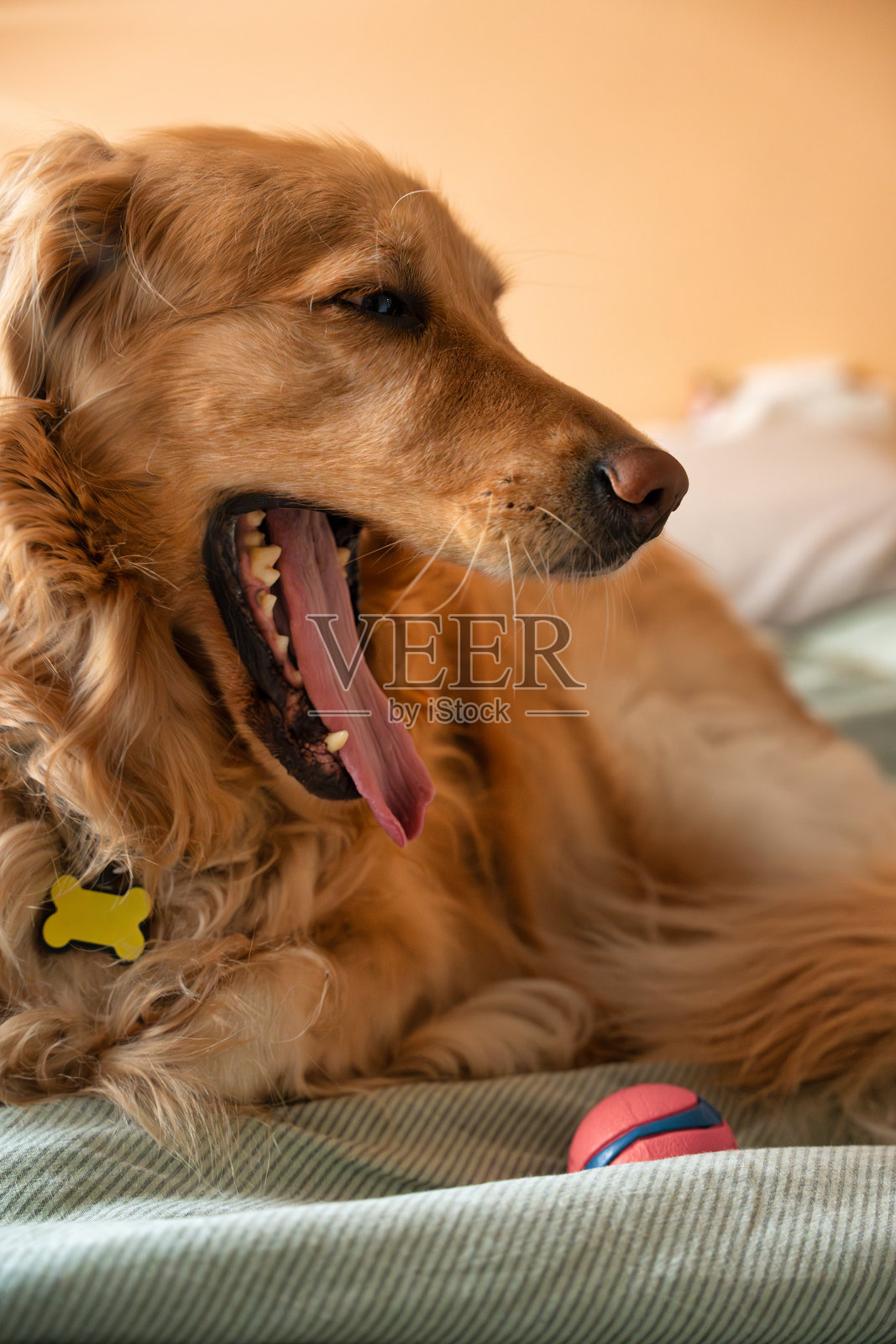 金毛猎犬躺在床上，嘴里叼着一个玩具球，打了个大哈欠照片摄影图片