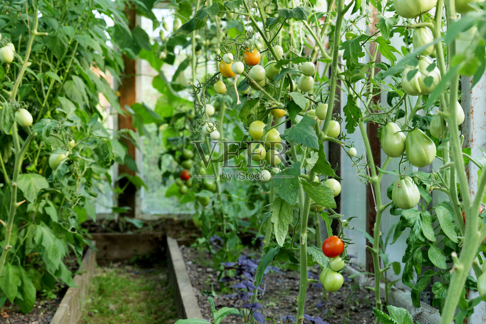 环保温室用于有机蔬菜种植。可持续农业提供无农药的新鲜收成，促进健康生活和环保意识的农业。照片摄影图片