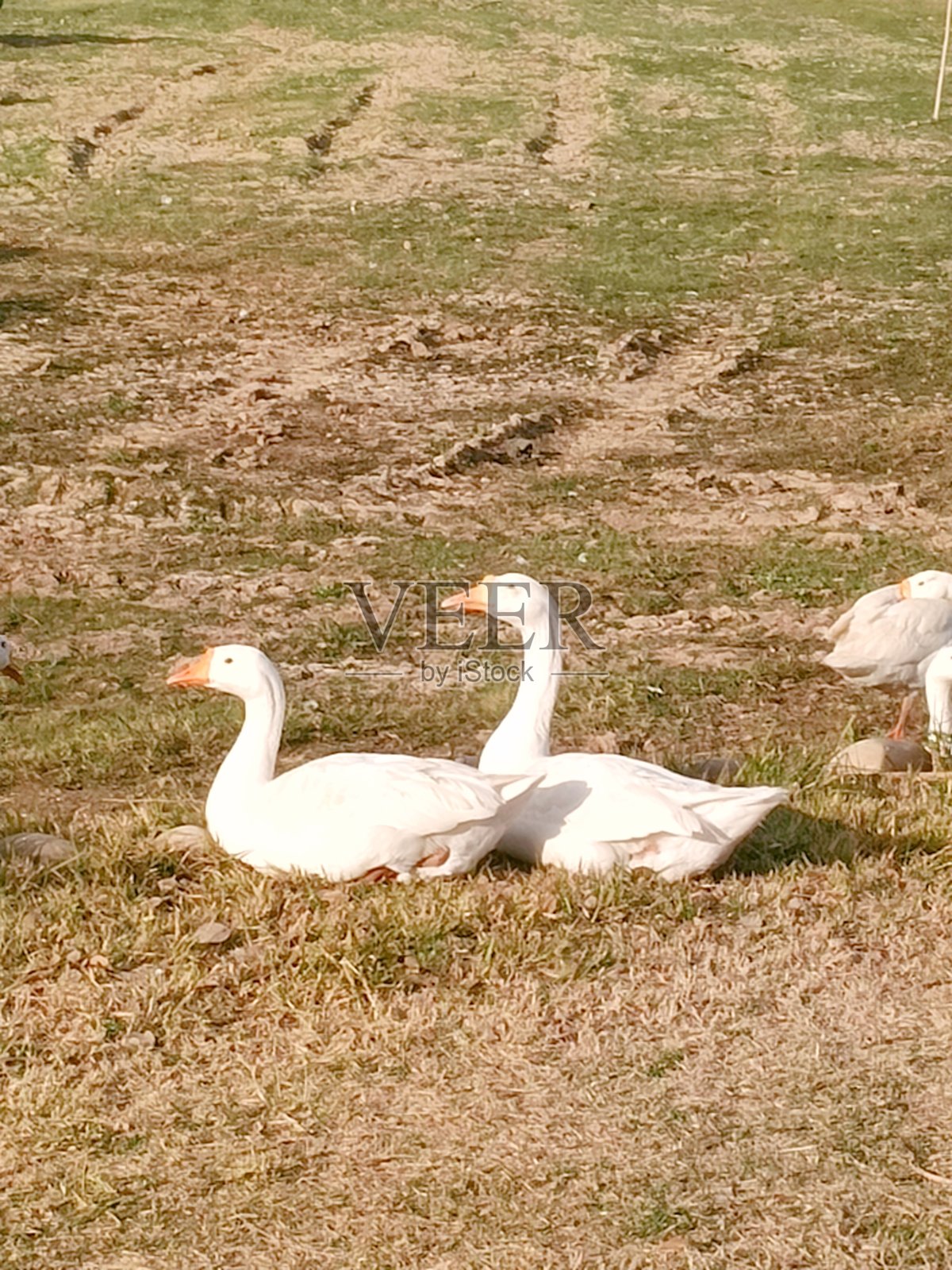 白鸭照片摄影图片