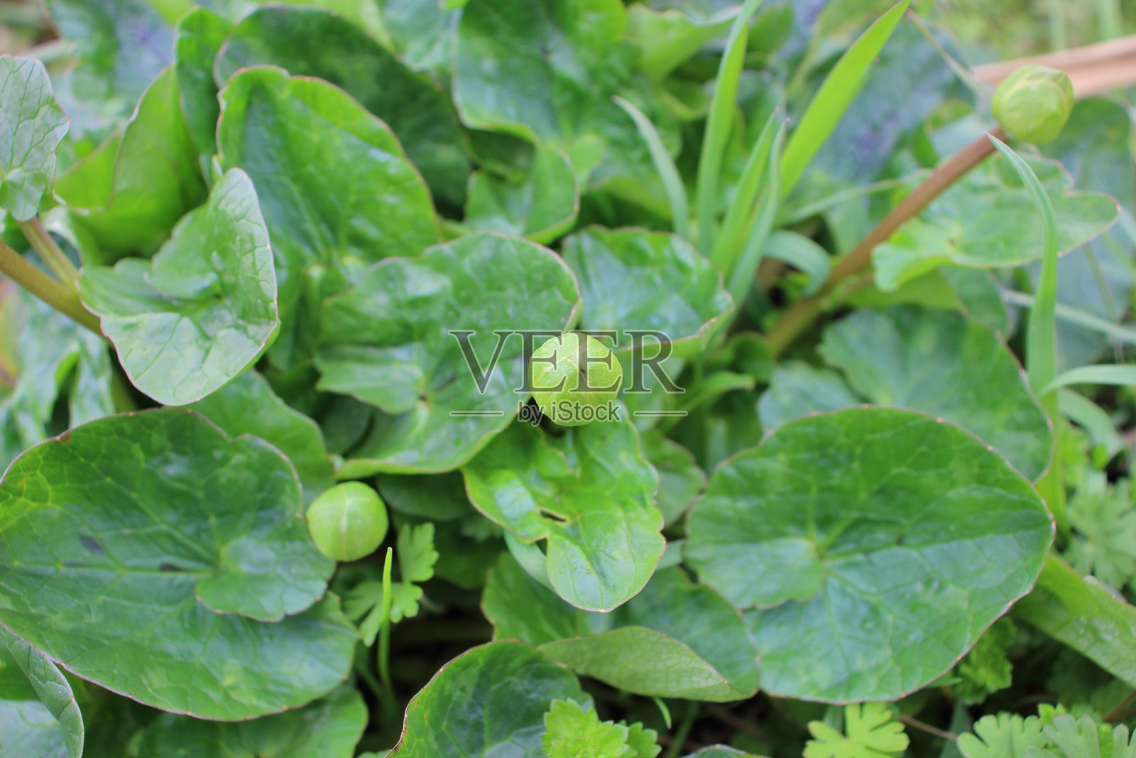 小花黄堇的花蕾，一颗预示春天到来的绿色宝石照片摄影图片