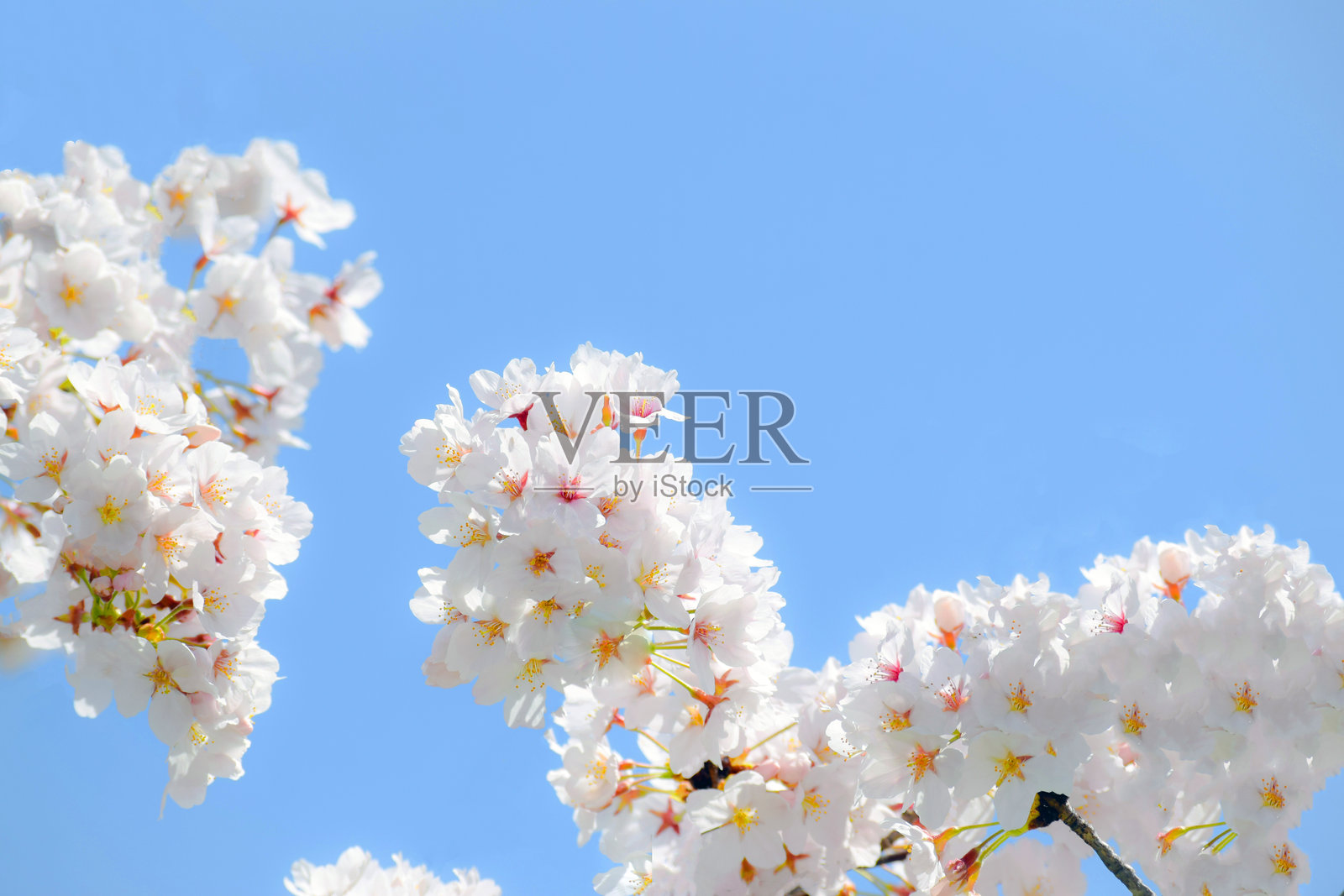 花园里的樱花。照片摄影图片