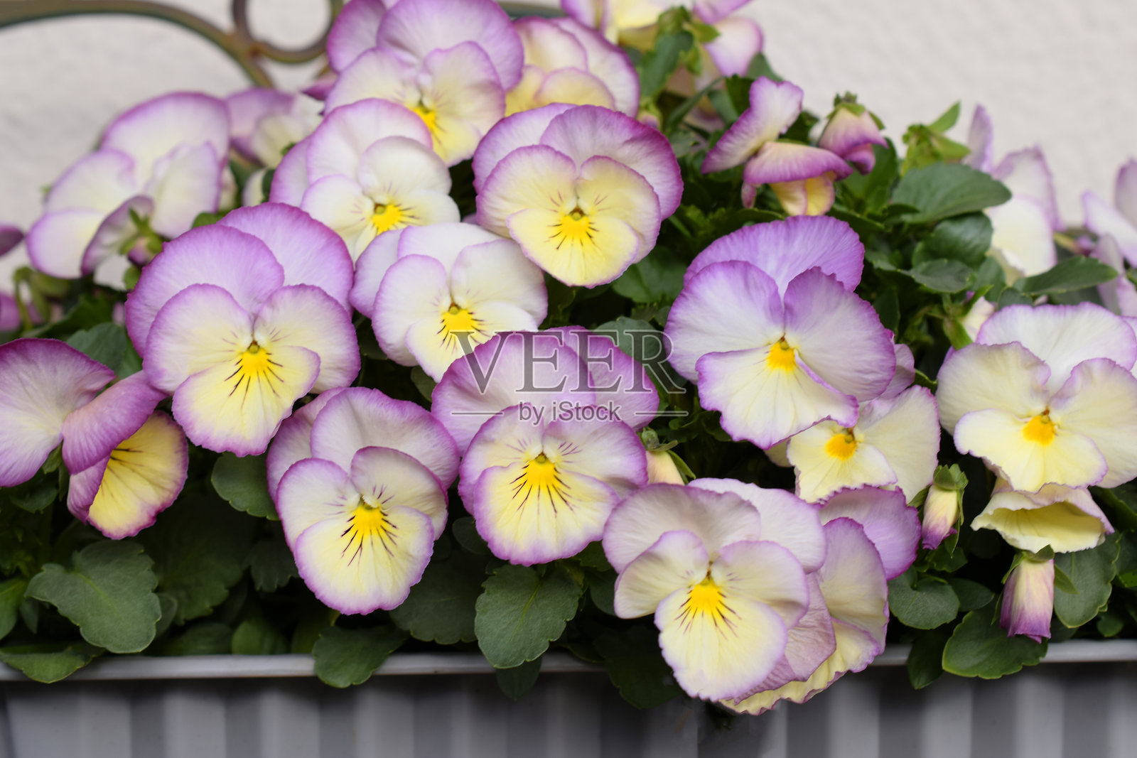 盆栽三色堇花。照片摄影图片