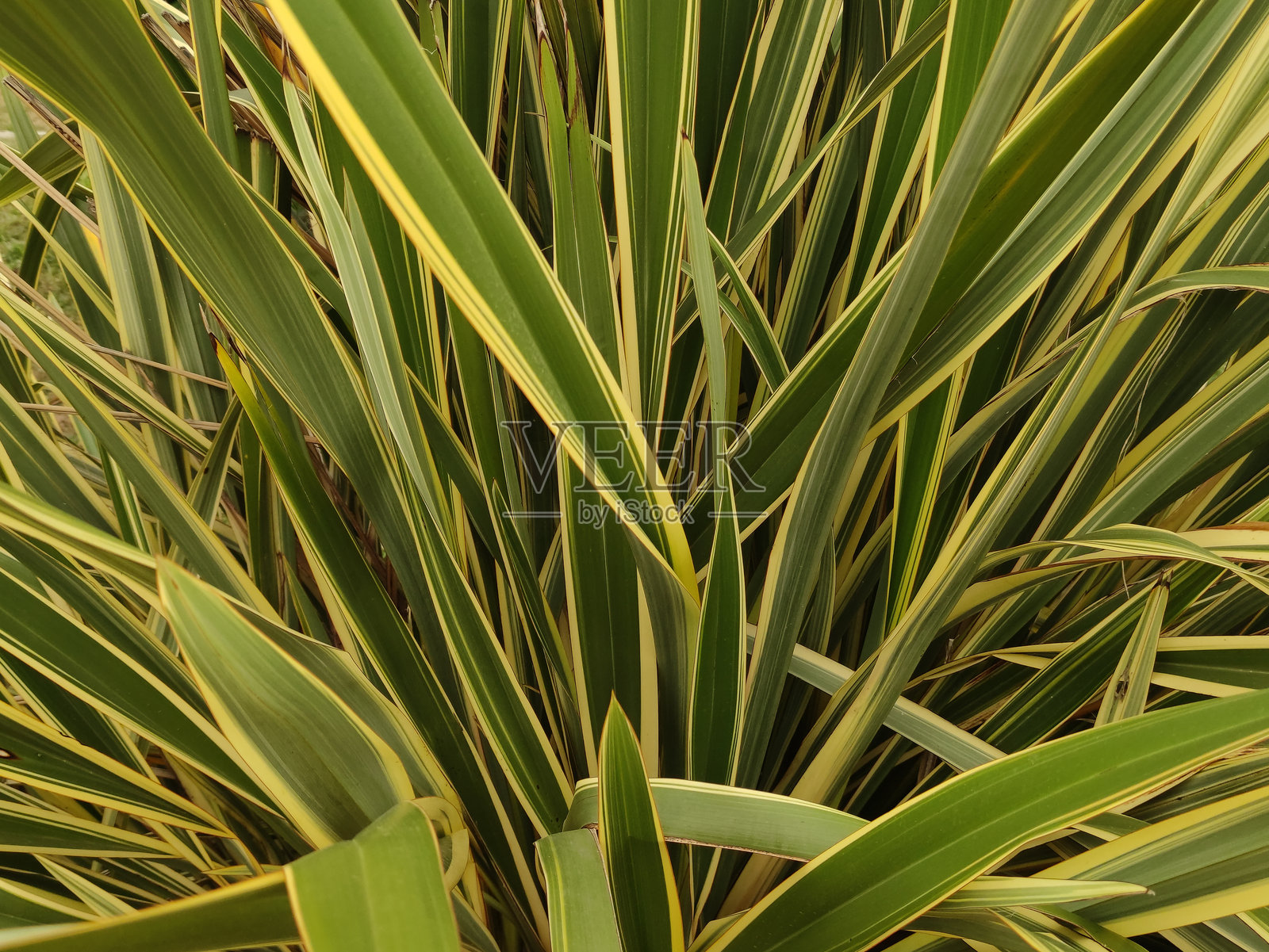 Phormium植物的叶子展现出鲜艳的绿黄色条纹图案，生长在意大利比比奥尼模糊的风景中。照片摄影图片