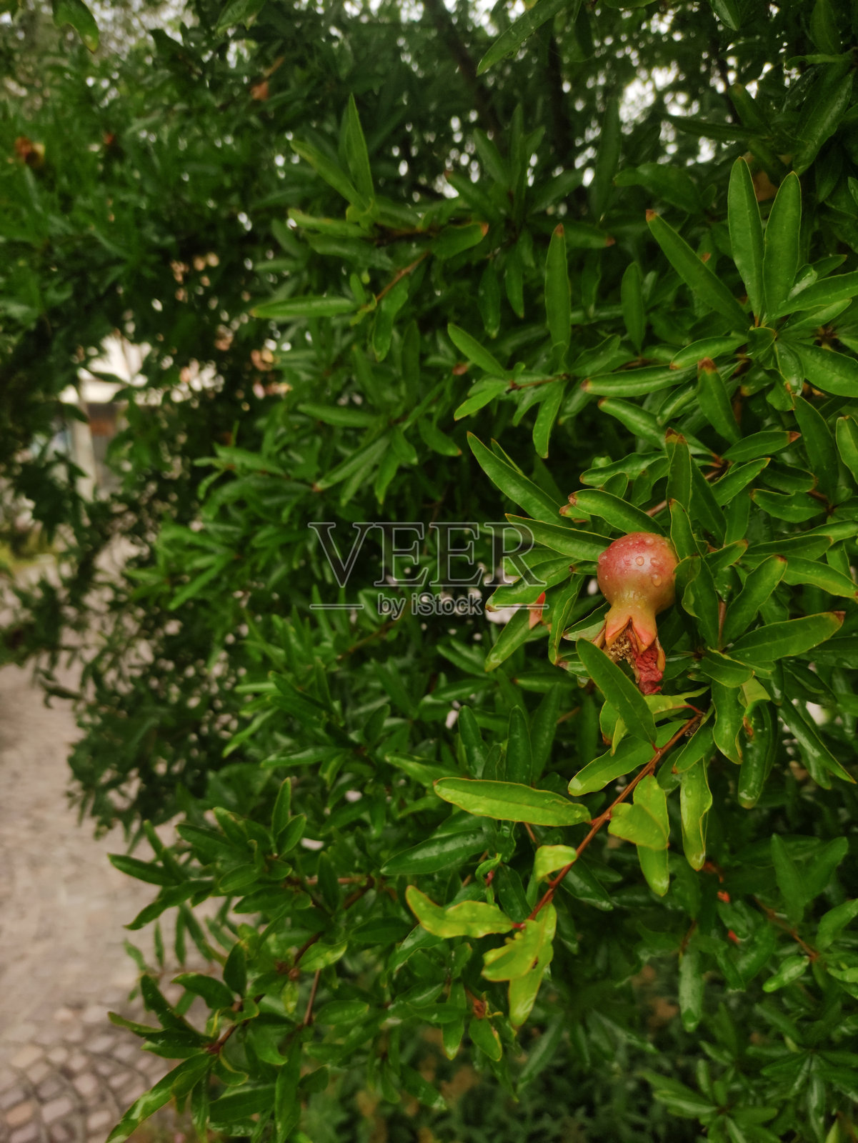 小石榴果实在树上生长，周围是鲜艳的绿色叶子，拍摄于意大利比比奥内的夏季。照片摄影图片