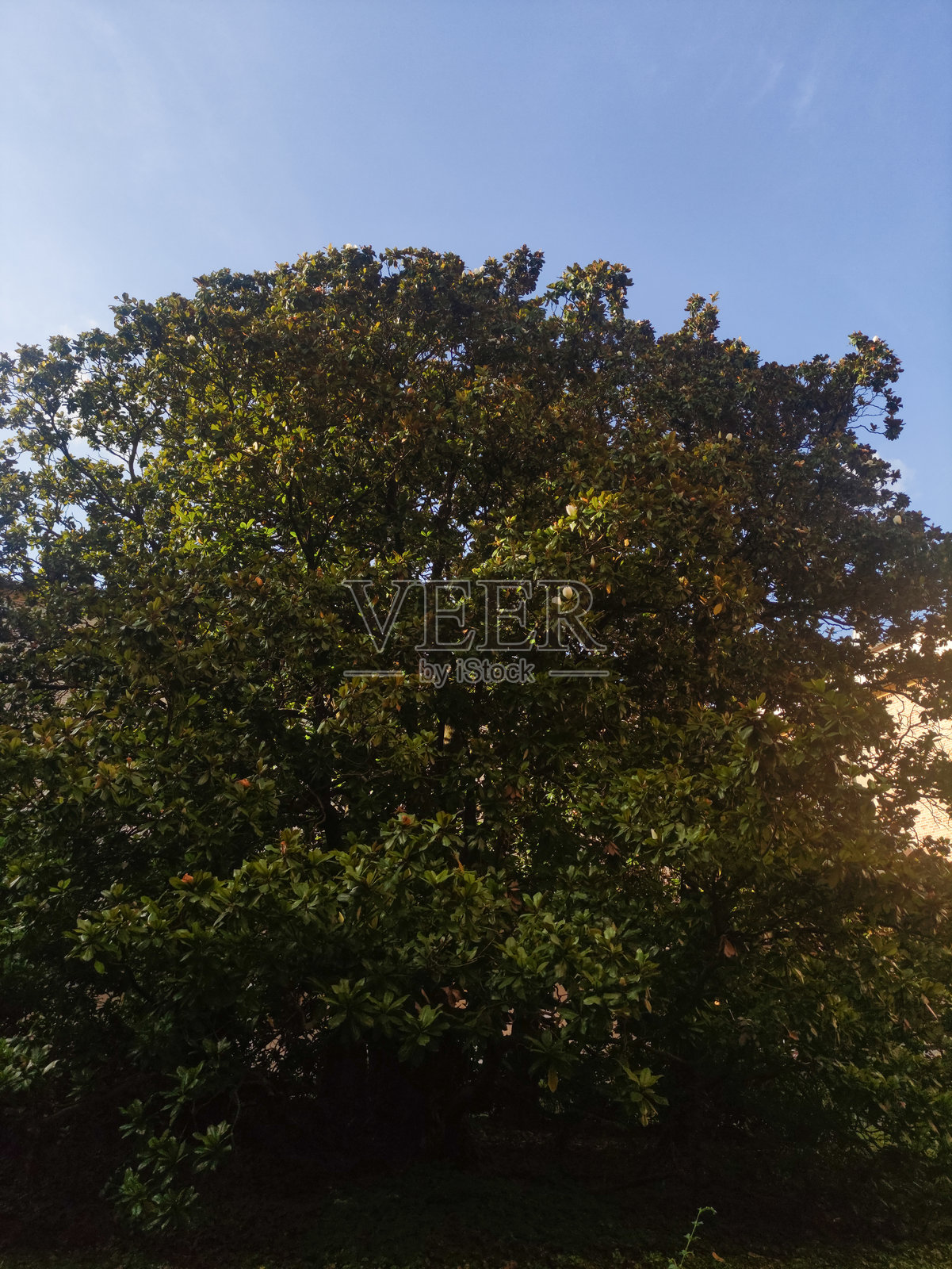 繁茂的木兰树在帕多瓦的植物园中茁壮成长，鲜艳的绿叶映衬着湛蓝的天空。照片摄影图片