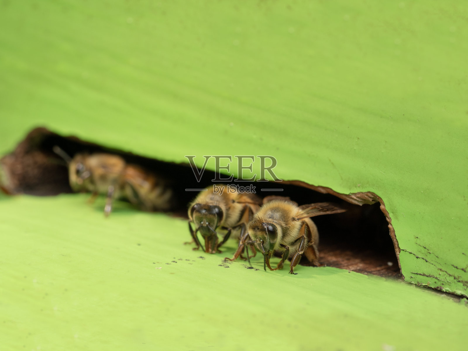 自然农场中的蜜蜂在蜂巢里照片摄影图片