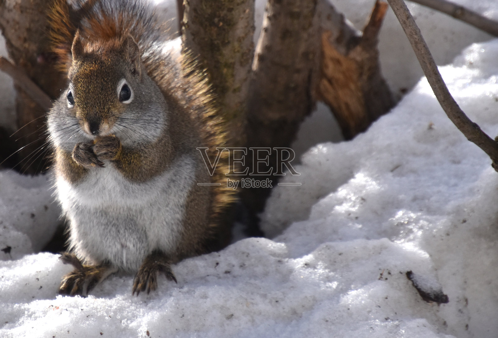 一只松鼠照片摄影图片