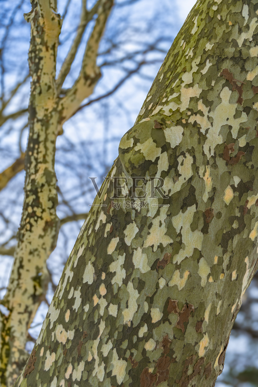 梧桐树皮状似迷彩图案照片摄影图片