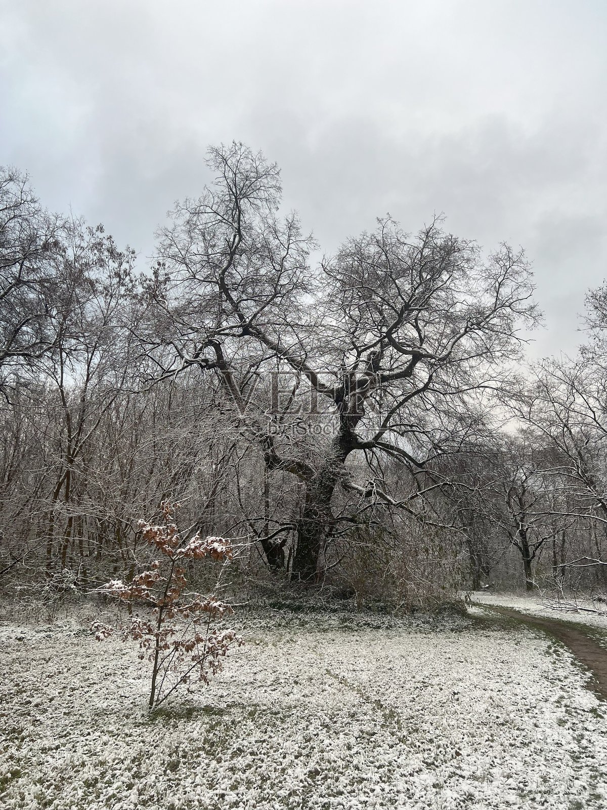 冬季黑暗的树木照片摄影图片