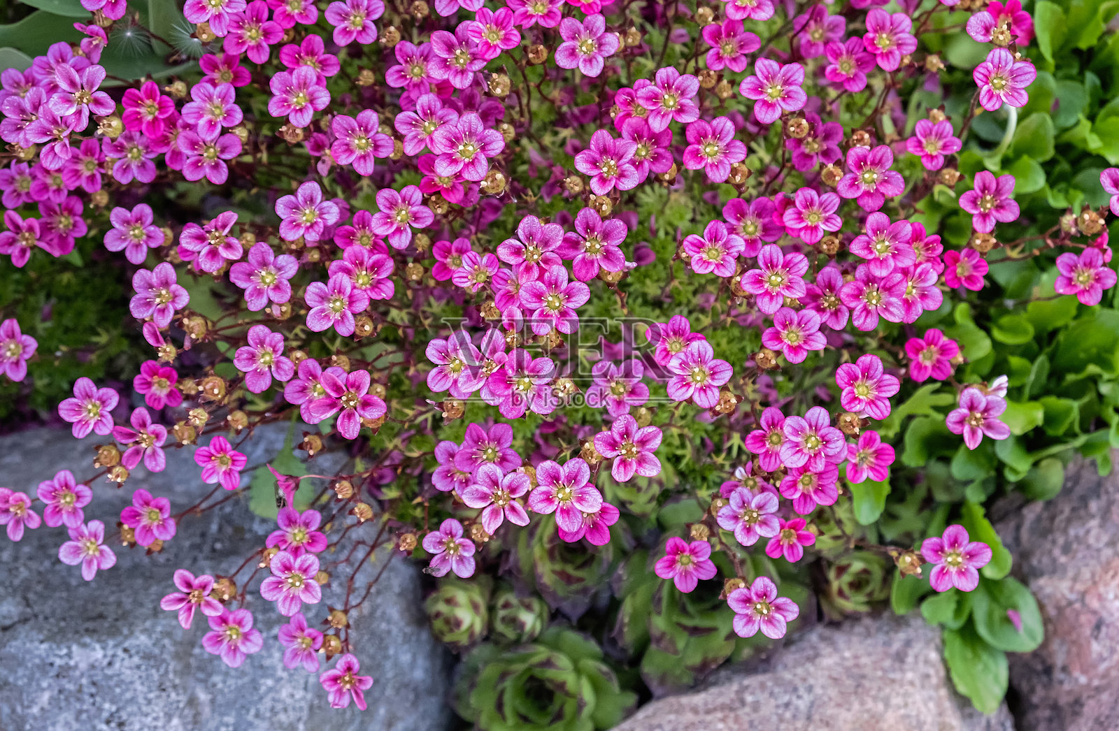 鲜艳的粉色石苔花在岩石花园中盛开。照片摄影图片