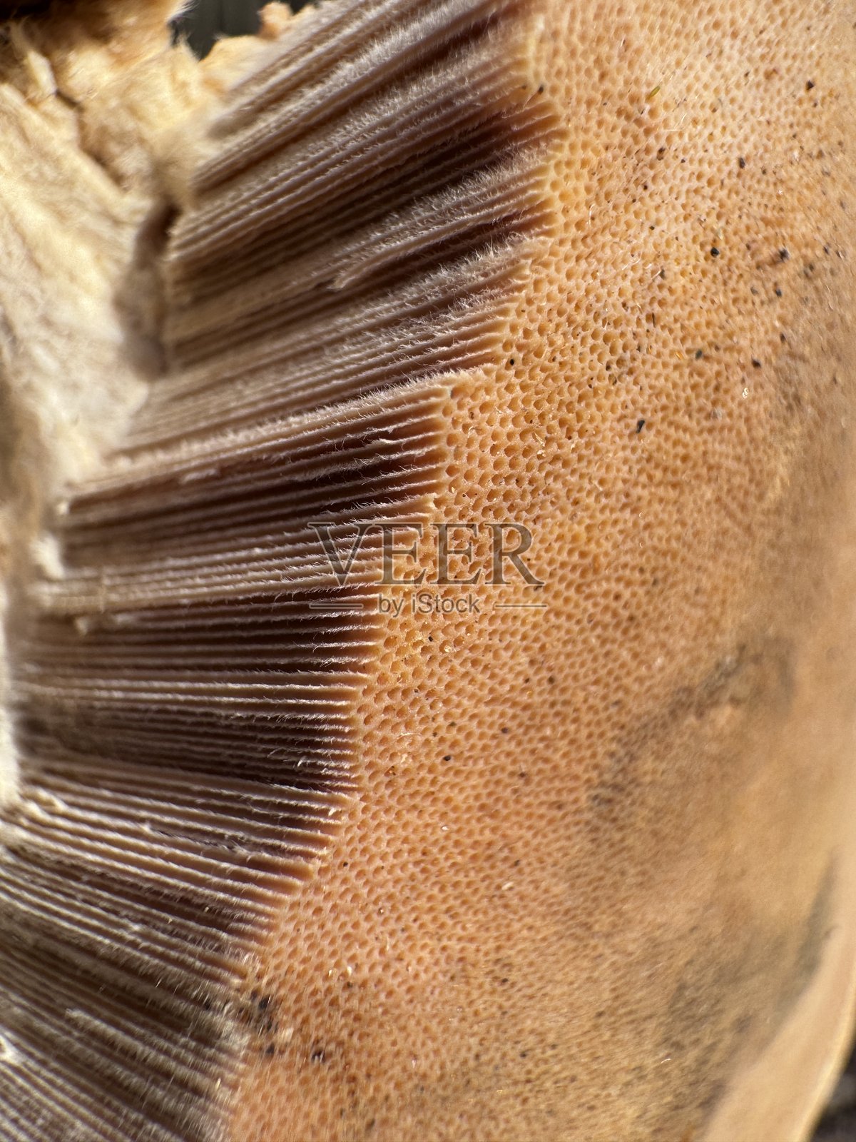 火把真菌照片摄影图片