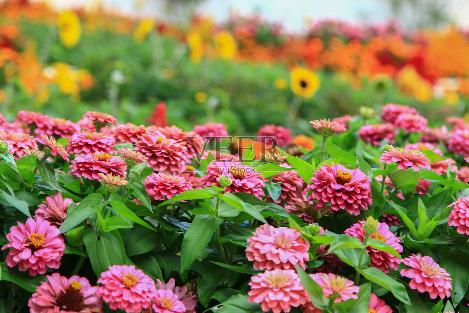 美丽的花坛景观照片摄影图片