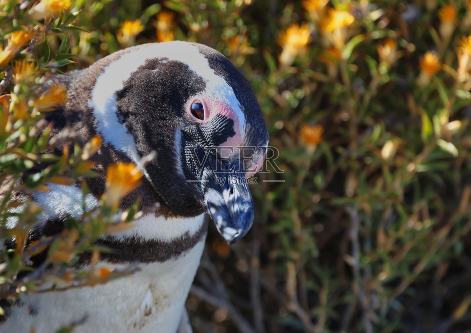 企鹅，阿根廷普韦尔托·马德林照片摄影图片