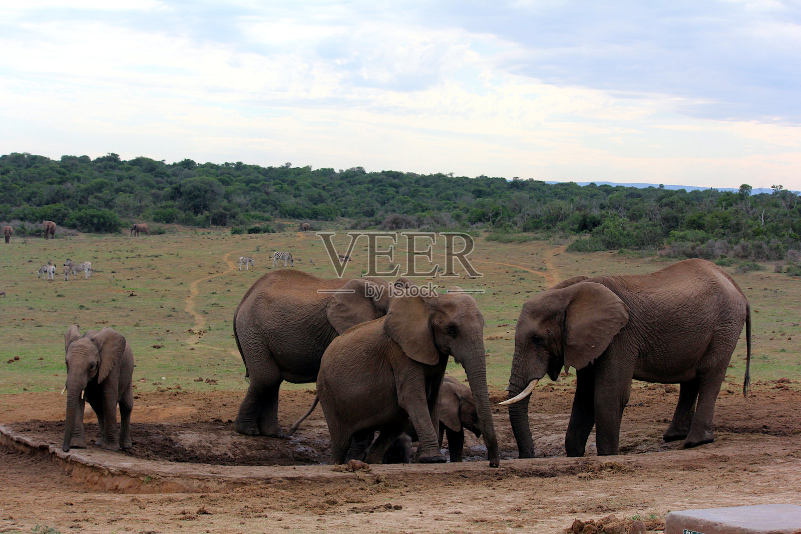 大象团结：在克鲁格国家公园的饮水处共享清凉饮料和嬉水时光照片摄影图片