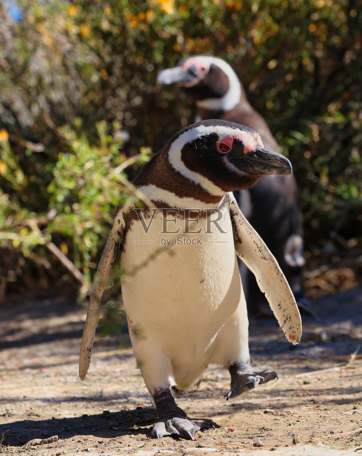 企鹅在行走。阿根廷普韦尔托·马德林照片摄影图片