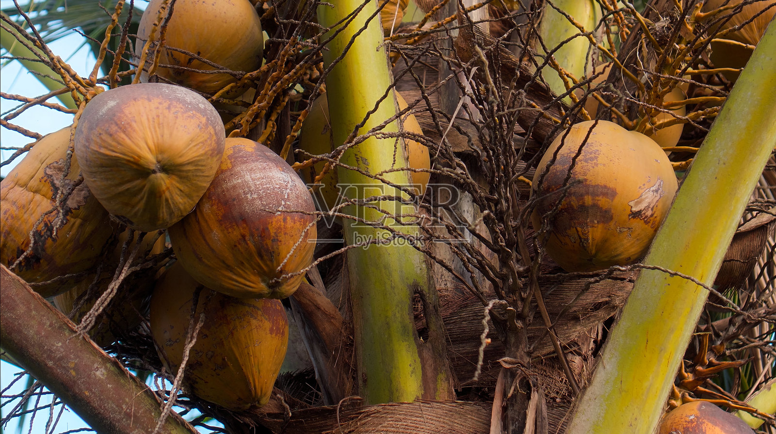 许多椰子果实生长在一棵拥有绿色叶子的椰子树上，位于热带地区。照片摄影图片