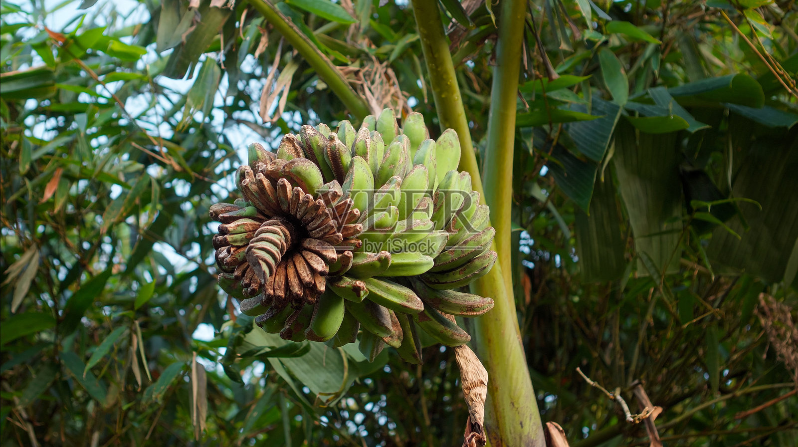热带森林中，一棵香蕉树上长满了许多香蕉果实，树叶呈绿色。照片摄影图片