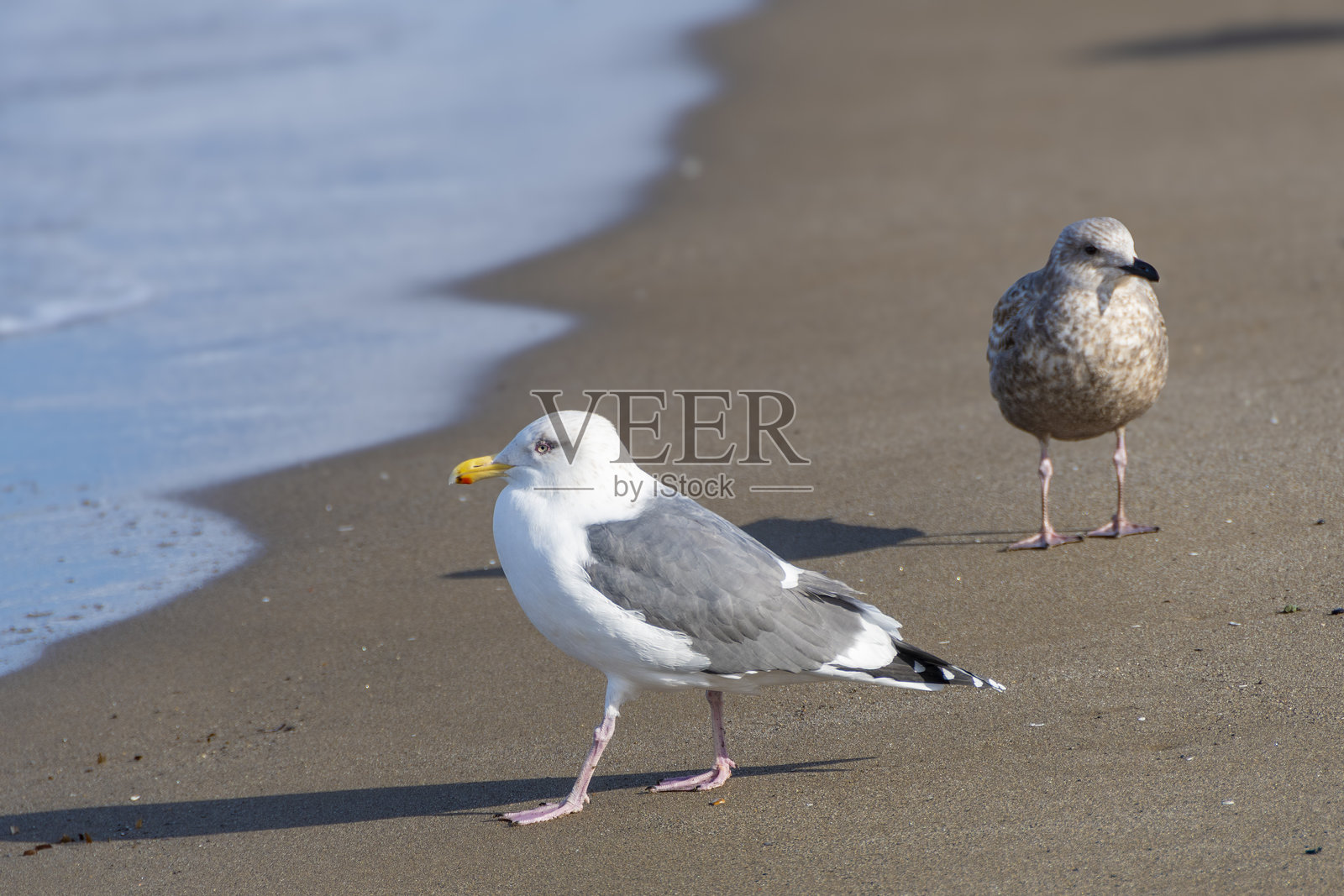 一只黑尾鸥在沙滩上休息。日本青森的盖波公园照片摄影图片