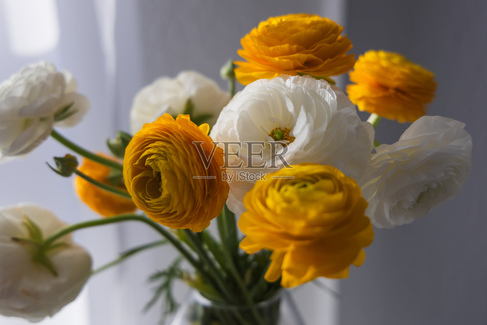 美丽的黄色和白色花朵在白色背景上。窗台上的瓶子里插着毛茛花（波斯黄花）。照片摄影图片