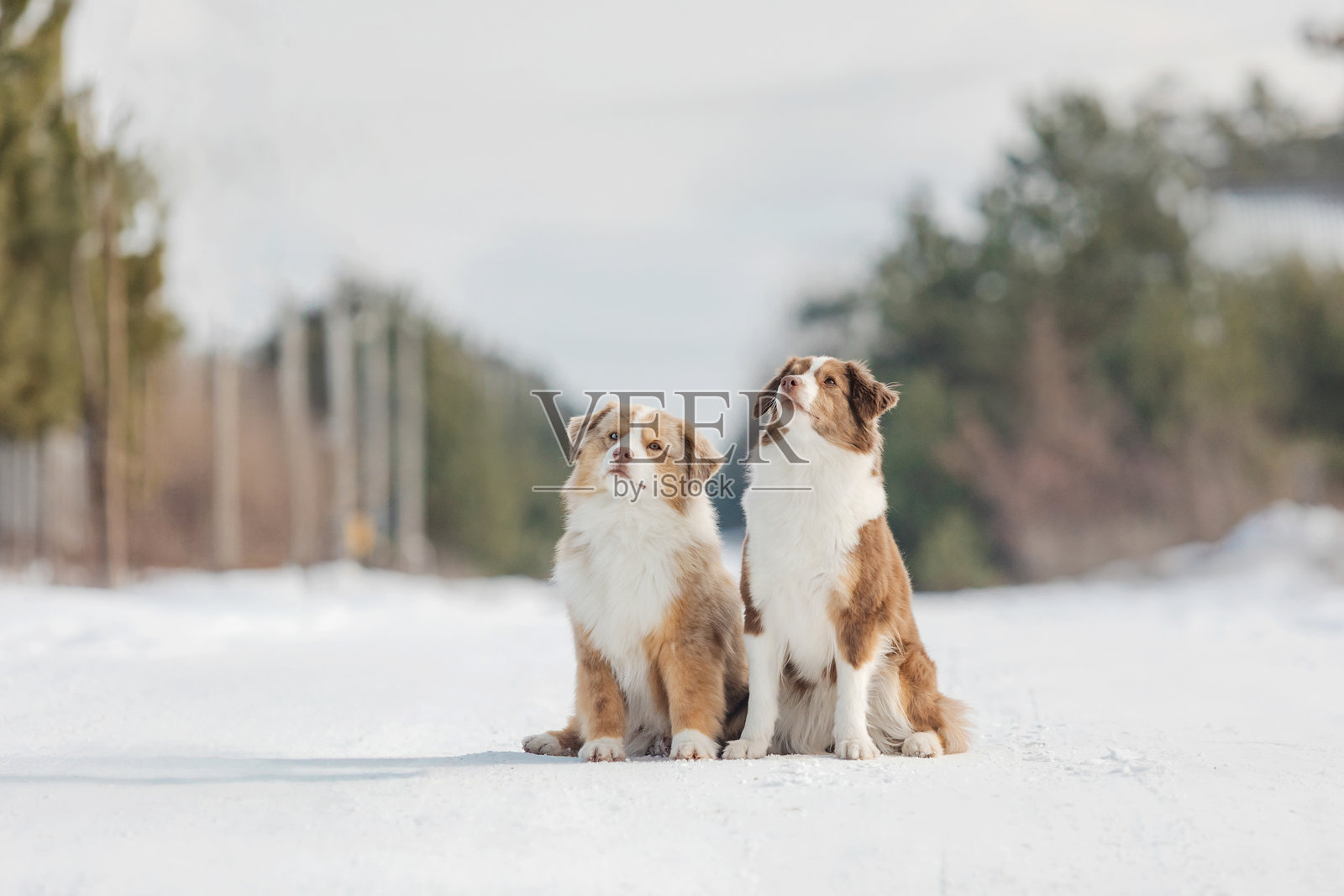 专注的迷你美国牧羊犬成对坐在雪地里照片摄影图片