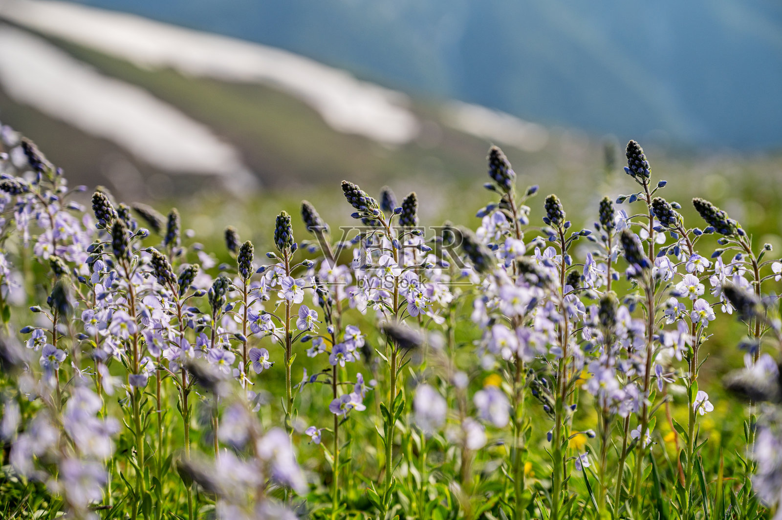 高山草甸中的野花与山景。照片摄影图片