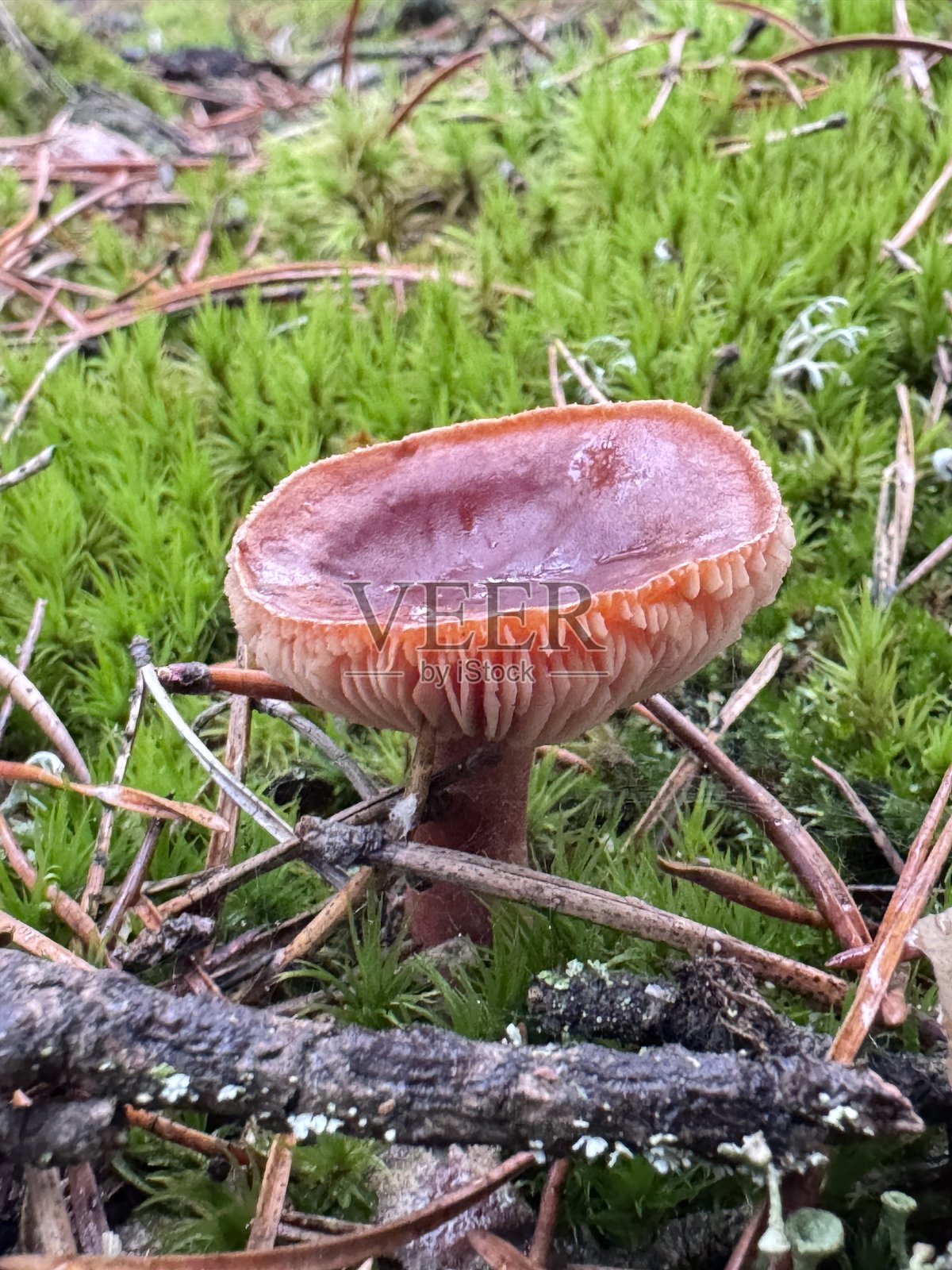 蘑菇照片摄影图片