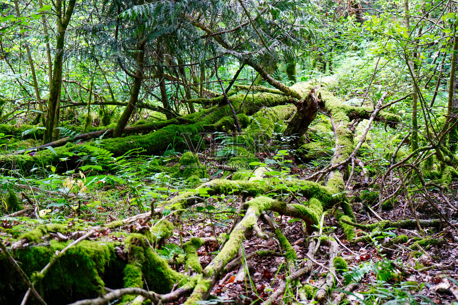 长满苔藓的茂密林木照片摄影图片